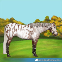 Horse Color:Gray Silver Bay Appaloosa