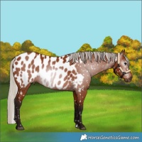 Horse Color:Gray Silver Bay Appaloosa