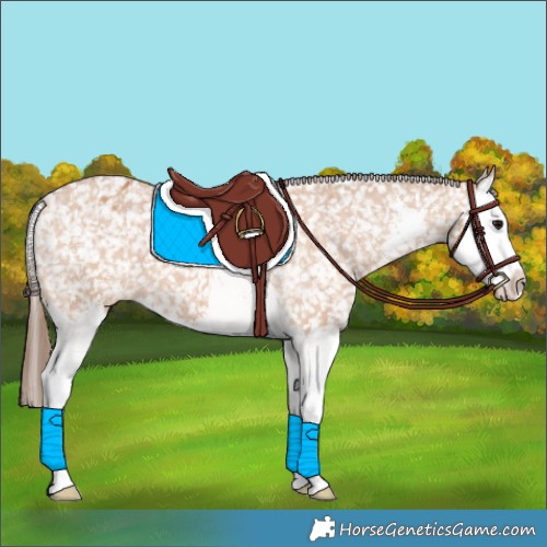 Horse Color:Bay Dun Sabino Splash Appaloosa 