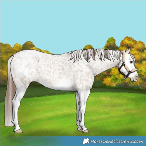 Horse Color:Bay Dun Splash Appaloosa 