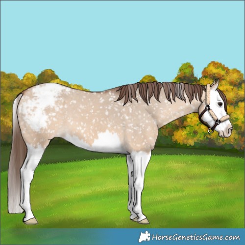 Horse Color:Bay Dun Splash Appaloosa