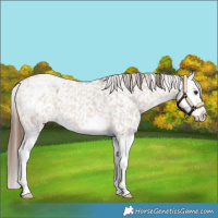 Horse Color:Bay Dun Splash Appaloosa