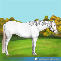 Horse Color:Bay Dun Splash Appaloosa 