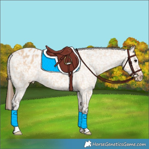 Horse Color:Bay Dun Appaloosa 