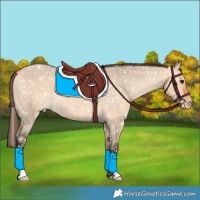 Horse Color:Bay Dun Appaloosa 