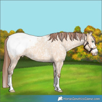 Horse Color:Amber Champagne Dun Appaloosa