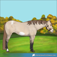 Horse Color:Bay Dun Frame Varnish Rabicano 