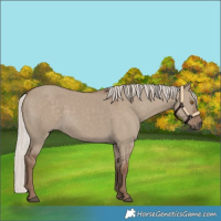 Horse Color:Silver Grullo Rabicano
