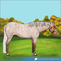 Horse Color:Silver Bay Roan Appaloosa 