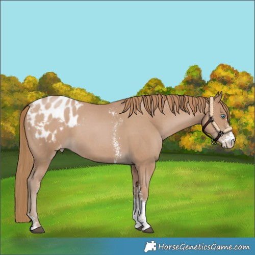 Horse Color:Black Pearl Sabino Appaloosa