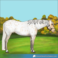 Horse Color:Silver Buckskin Roan Near Leopard 