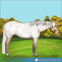 Horse Color:Silver Buckskin Roan Near Leopard 