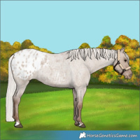 Horse Color:Silver Grullo Roan Blanket Rabicano