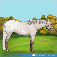 Horse Color:Silver Grullo Roan Appaloosa Rabicano 