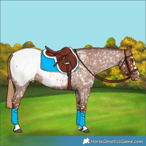 Horse Color:Red Roan Appaloosa 