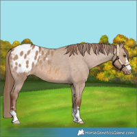 Horse Color:Red Dun Appaloosa 