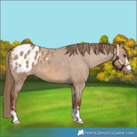 Horse Color:Red Dun Varnish 