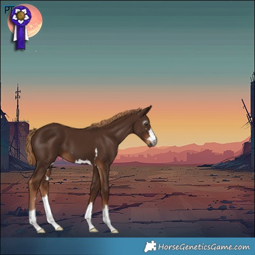 Horse Color:Gray Chestnut 