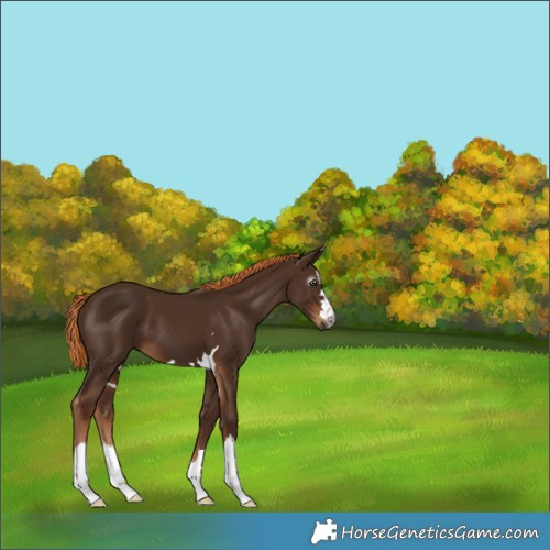 Horse Color:Gray Chestnut 