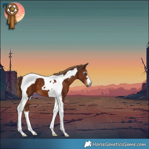 Horse Color:Gray Chestnut Tobiano 