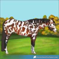 Horse Color:Bay Near Leopard