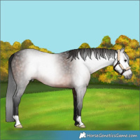 Horse Color:Gray Brown