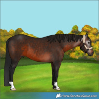 Horse Color:Gray Brown 