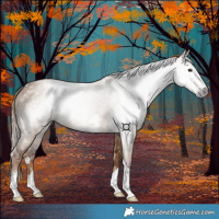 Horse Color:Gray Red Dun 