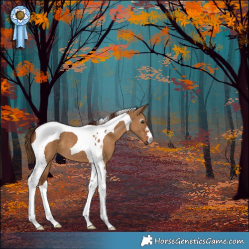 Horse Color:Gray Red Dun Tobiano 