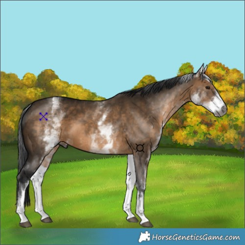 Horse Color:Gray White Spotted Brown Dun 