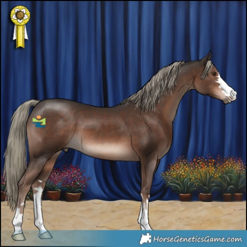 Horse Color:Liver Chestnut Mushroom 