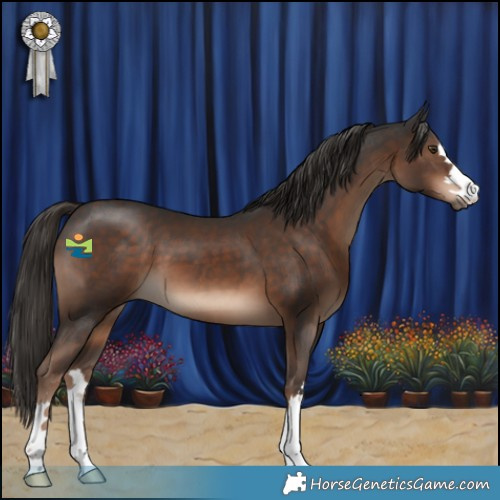 Horse Color:Liver Chestnut 
