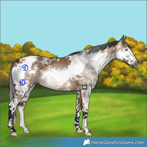 Horse Color:Gray Bay Dun Splash Tobiano 