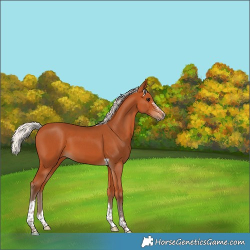 Horse Color:Silver Bay Sabino Tobiano 