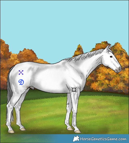 Horse Color:Gray White Spotted Blue Onyx Splash Tobiano Rabicano 