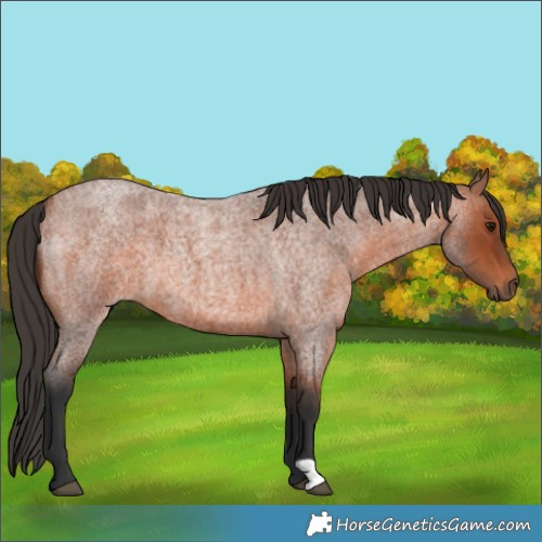 Horse Color:Bay Roan 