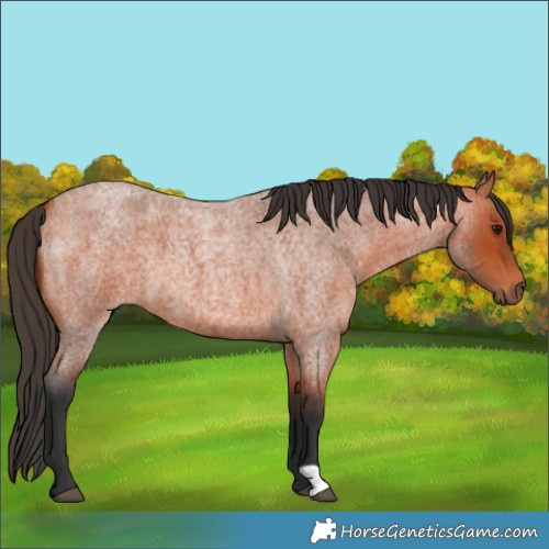 Horse Color:Bay Roan 