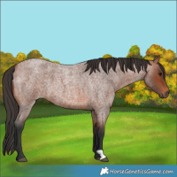 Horse Color:Bay Roan
