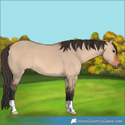Horse Color:Bay Dun
