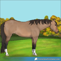 Horse Color:Bay Dun