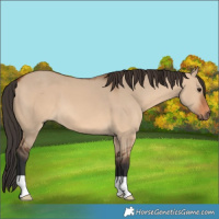 Horse Color:Bay Dun