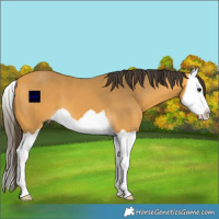 Horse Color:Buckskin Splash 