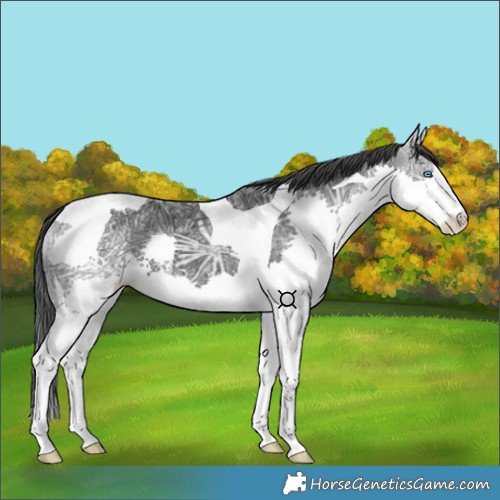 Horse Color:Black Ice Splash Tobiano 