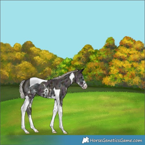 Horse Color:Midnight Silver Black Ice Sabino Tobiano 