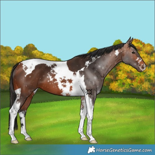 Horse Color:Bay Tobiano 