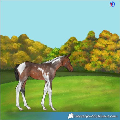 Horse Color:Brown Tobiano 