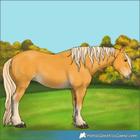 Horse Color:Palomino 