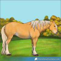 Horse Color:Palomino 