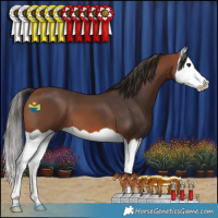 Horse Color:Bay Splash