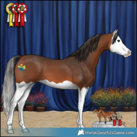 Horse Color:Bay Splash 